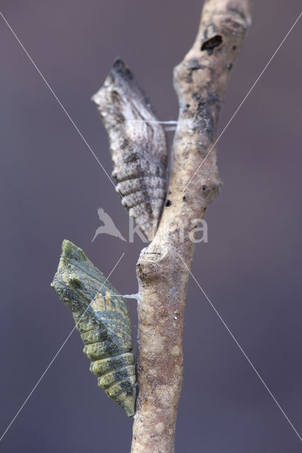 Koninginnepage (Papilio machaon)