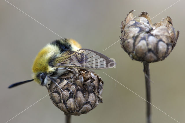 Hommelvlinder (Hemaris tityus)