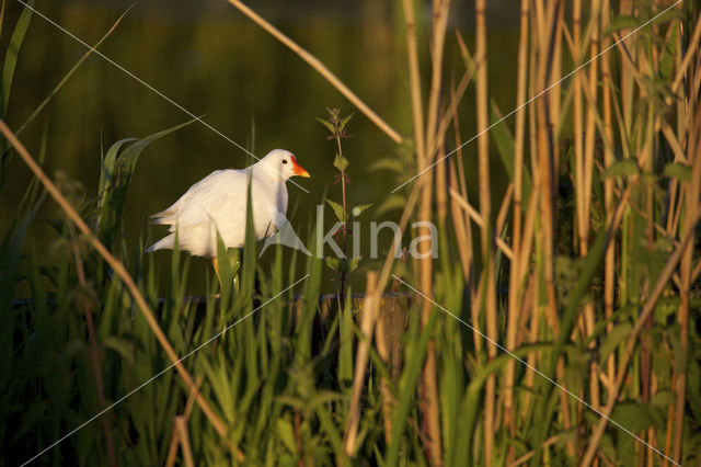 Waterhoen (Gallinula chloropus)