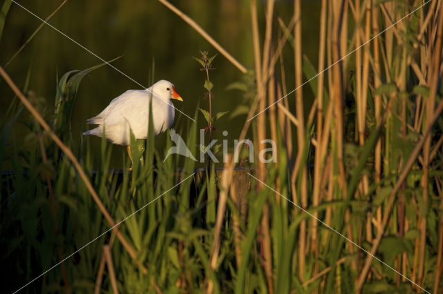 Waterhoen (Gallinula chloropus)