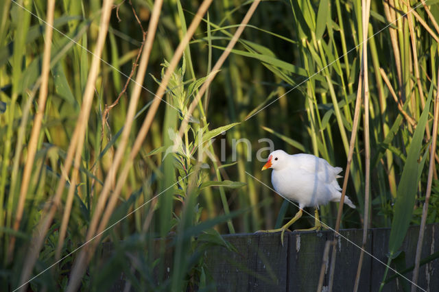 Waterhoen (Gallinula chloropus)