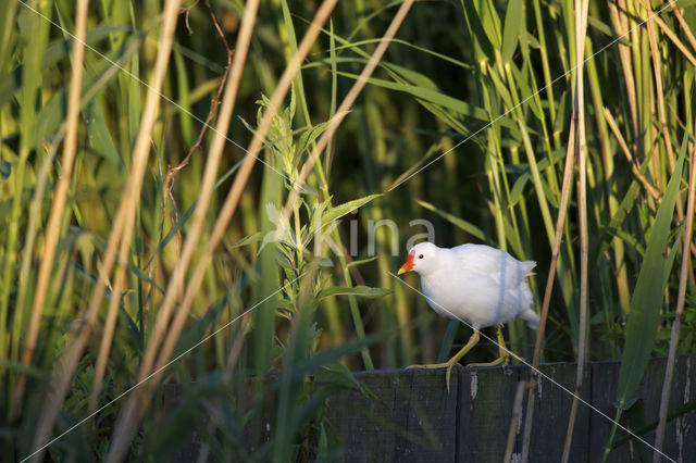 Waterhoen (Gallinula chloropus)