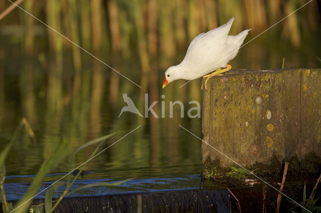 Waterhoen (Gallinula chloropus)