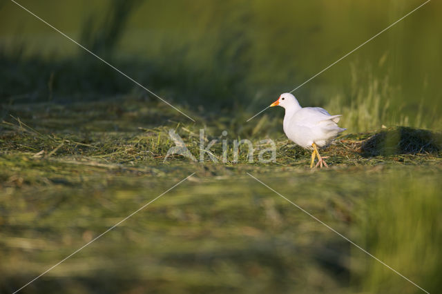 Waterhoen (Gallinula chloropus)