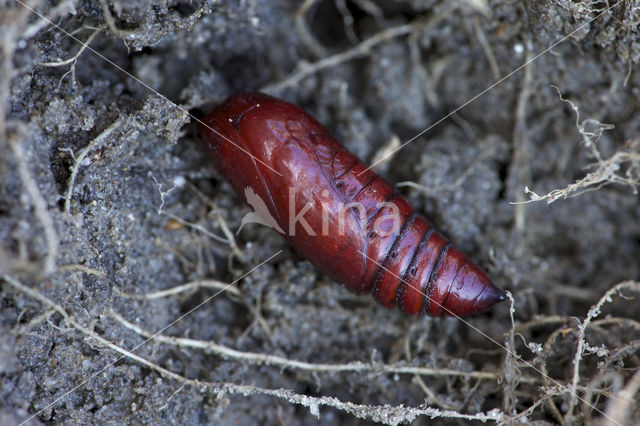 Large Yellow Underwing (Noctua pronuba)