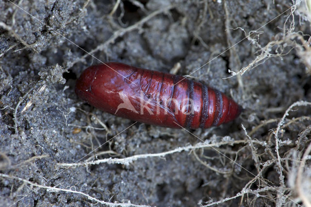 Large Yellow Underwing (Noctua pronuba)