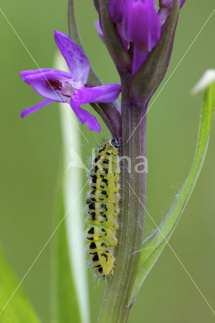 Sint-Jansvlinder (Zygaena filipendulae)