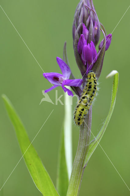 Sint-Jansvlinder (Zygaena filipendulae)