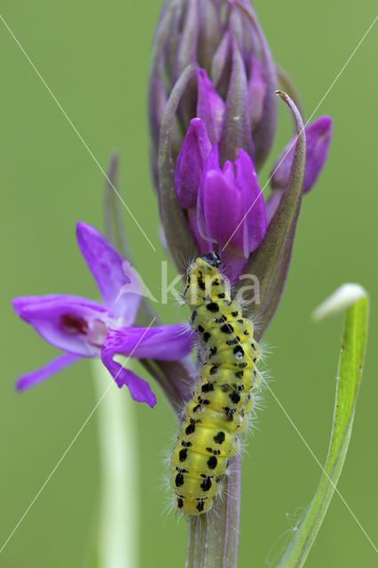 Sint-Jansvlinder (Zygaena filipendulae)