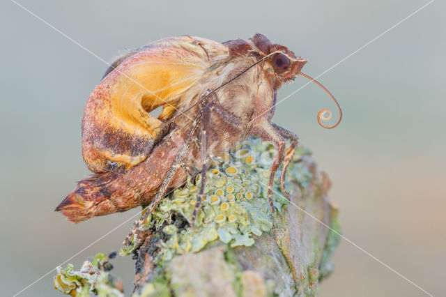 Noctuidae spec (Noctuidae spec)