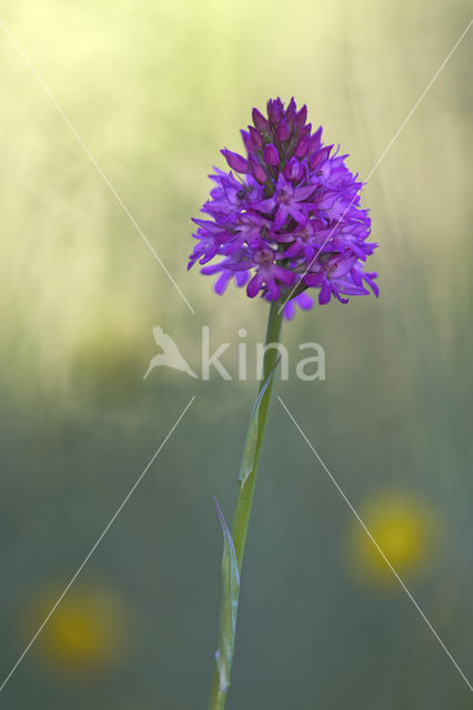 Pyramidal Orchid (Anacamptis pyramidalis)