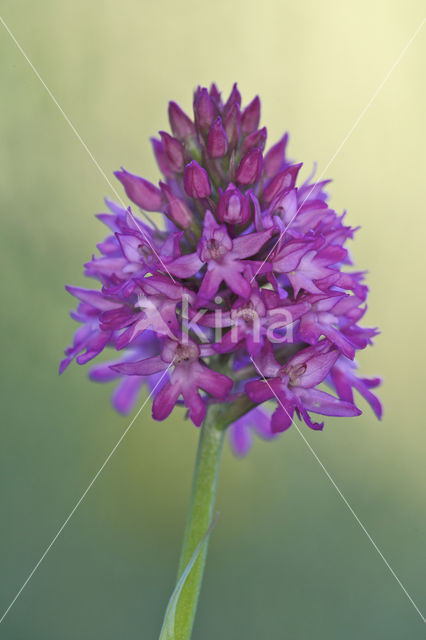 Pyramidal Orchid (Anacamptis pyramidalis)