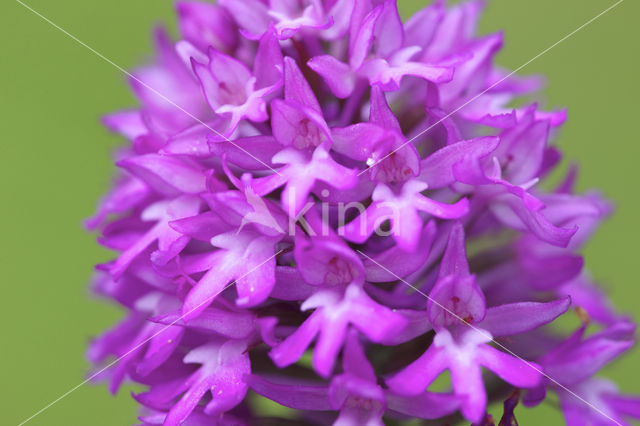 Hondskruid (Anacamptis pyramidalis)