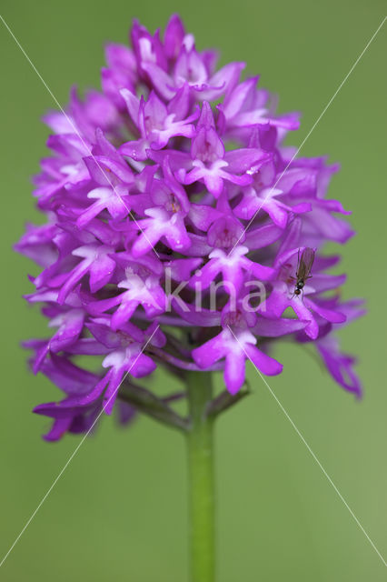 Pyramidal Orchid (Anacamptis pyramidalis)