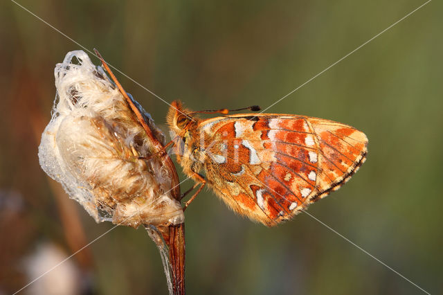 Cranberry Fritillary (Boloria aquilonaris)