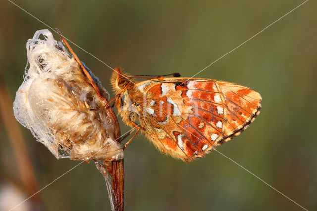 Cranberry Fritillary (Boloria aquilonaris)