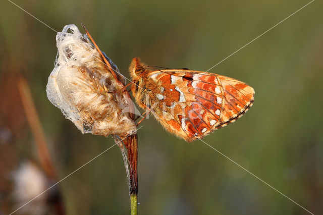 Veenbesparelmoervlinder (Boloria aquilonaris)