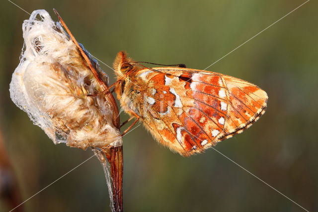 Cranberry Fritillary (Boloria aquilonaris)