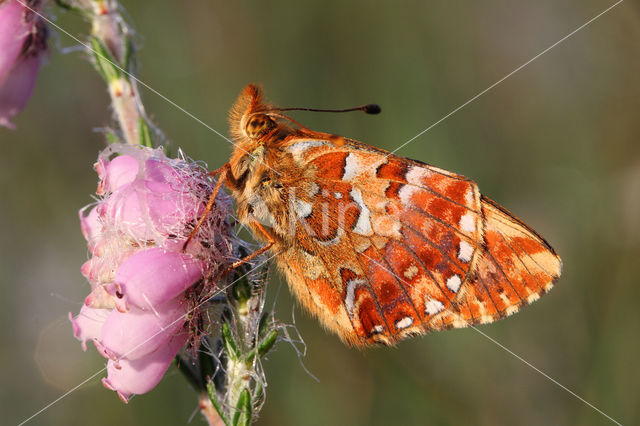 Veenbesparelmoervlinder (Boloria aquilonaris)