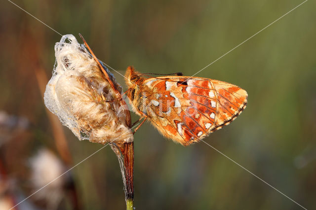 Veenbesparelmoervlinder (Boloria aquilonaris)