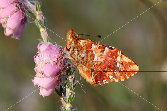 Cranberry Fritillary (Boloria aquilonaris)