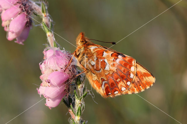 Cranberry Fritillary (Boloria aquilonaris)