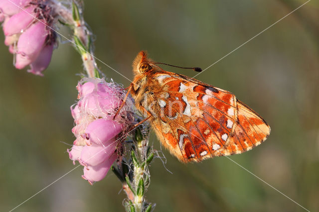 Veenbesparelmoervlinder (Boloria aquilonaris)