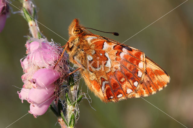 Veenbesparelmoervlinder (Boloria aquilonaris)