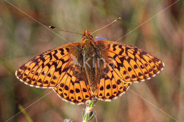 Veenbesparelmoervlinder (Boloria aquilonaris)