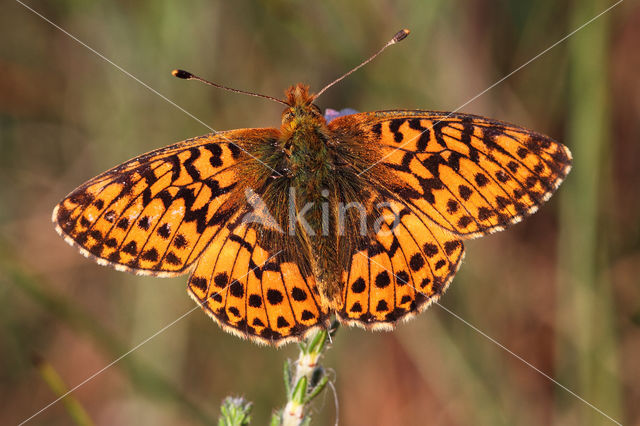 Veenbesparelmoervlinder (Boloria aquilonaris)