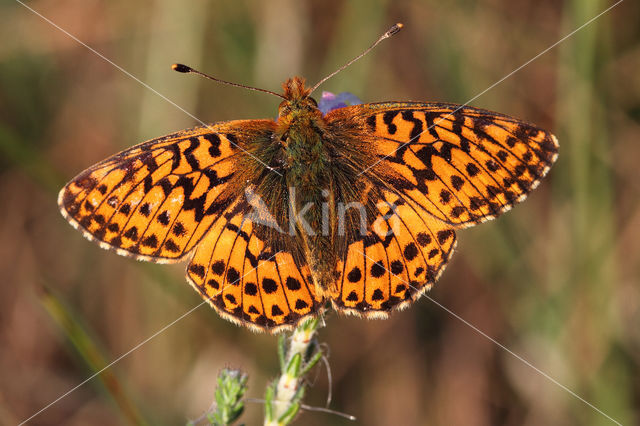 Veenbesparelmoervlinder (Boloria aquilonaris)