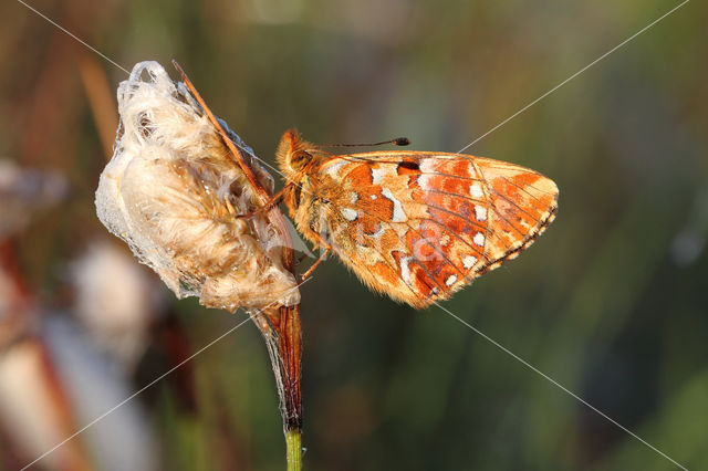 Veenbesparelmoervlinder (Boloria aquilonaris)