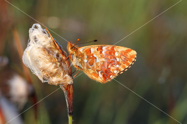 Veenbesparelmoervlinder (Boloria aquilonaris)