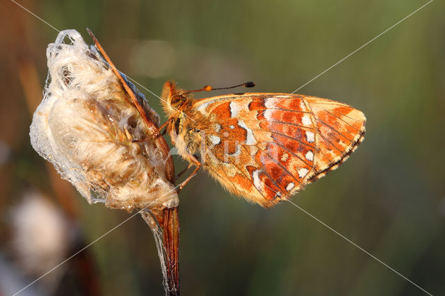 Veenbesparelmoervlinder (Boloria aquilonaris)