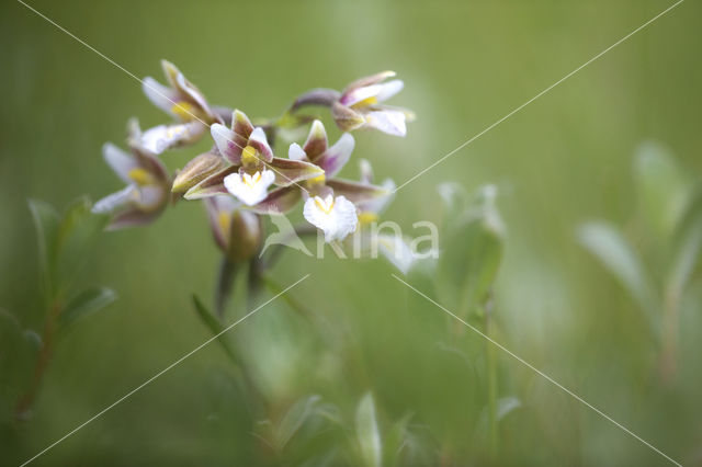 Moeraswespenorchis (Epipactis palustris)