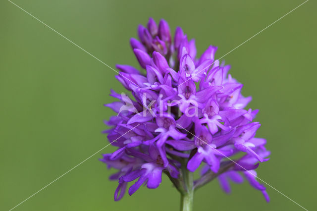 Pyramidal Orchid (Anacamptis pyramidalis)