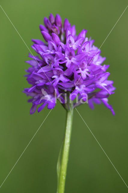 Pyramidal Orchid (Anacamptis pyramidalis)