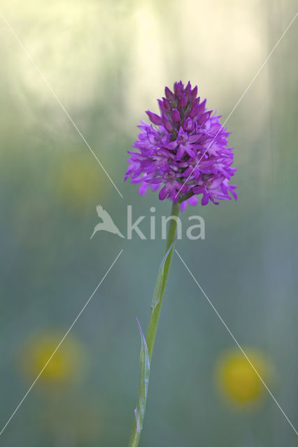 Pyramidal Orchid (Anacamptis pyramidalis)