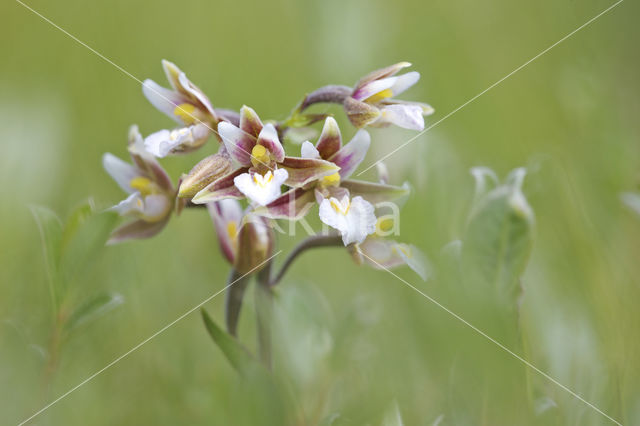 Moeraswespenorchis (Epipactis palustris)