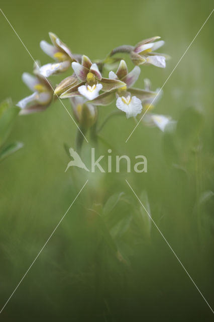 Marsh Helleborine (Epipactis palustris)