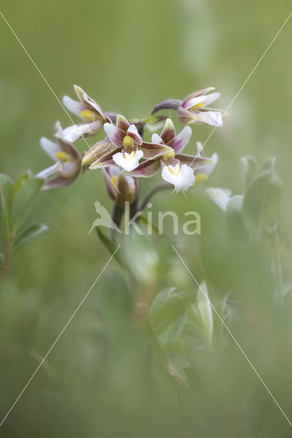 Moeraswespenorchis (Epipactis palustris)