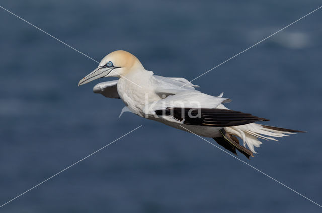 Northern Gannet (Morus bassanus)