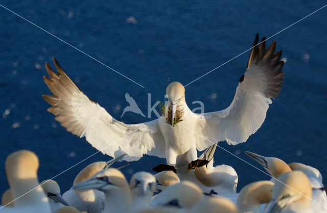 Northern Gannet (Morus bassanus)