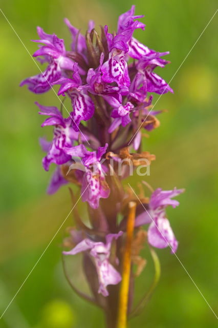 Southern Marsh-orchid (Dactylorhiza praetermissa)