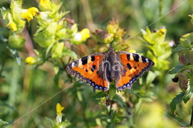 Kleine vos (Aglais urticae)