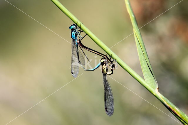 Blue-tailed Damselfly (Ischnura elegans)