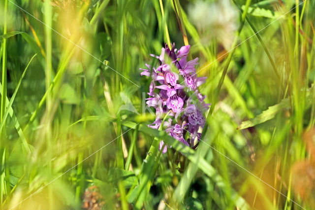 Southern Marsh-orchid (Dactylorhiza praetermissa)