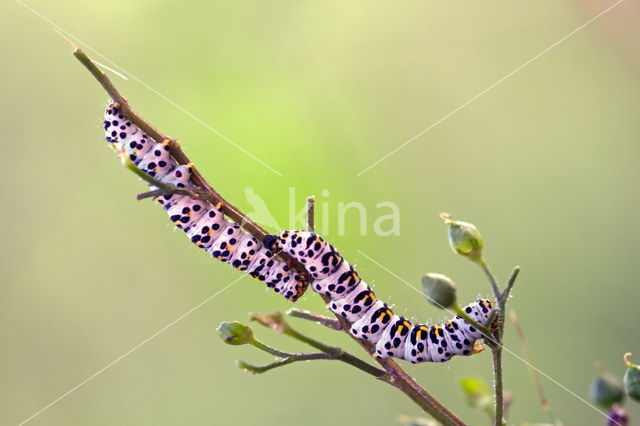 Helmkruidvlinder (Cucullia scrophulariae)