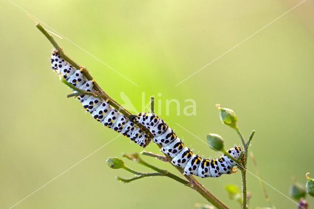 Waterbetony (Cucullia scrophulariae)