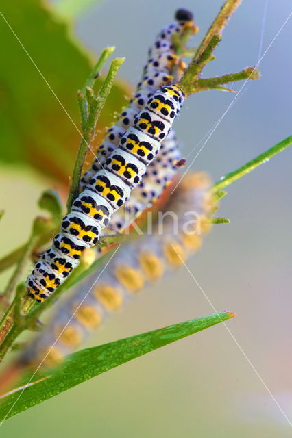 Helmkruidvlinder (Cucullia scrophulariae)